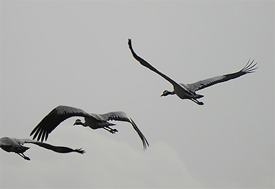 Grulla Común