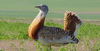 Macho de avutarda en exhibición nupcial, con el plumaje ahuecado en primavera