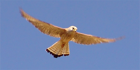 Cernícalo primilla en vuelo sobre la estepa